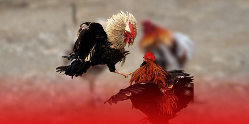 Các Thuật Ngữ Trong Đá Gà – Bí Quyết Nắm Thế Trận Cùng Jun88 6 Ứng dụng giải mã bảng kèo đá gà theo thuật ngữ chuyên sâu
