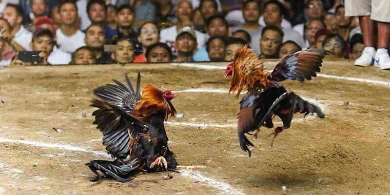 Đá Gà C1 Hôm Nay – Trực Tiếp Full Trận Chất Lượng Tại Jun88 6 Chiến kê chân xanh mào đỏ thường thắng lớn trong đá gà C1