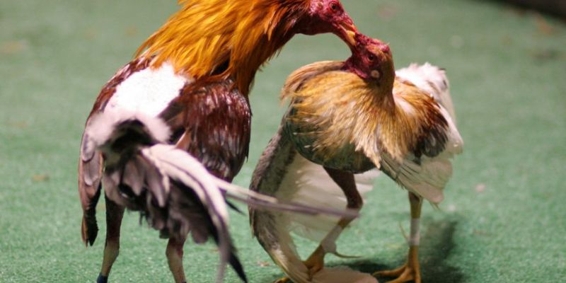 Đá gà Mỹ – Tham gia kịch tính, săn thưởng đỉnh cao cùng Jun88 5 Hướng dẫn đọc bảng tỷ lệ và nhận diện kèo nghiêng lợi thế