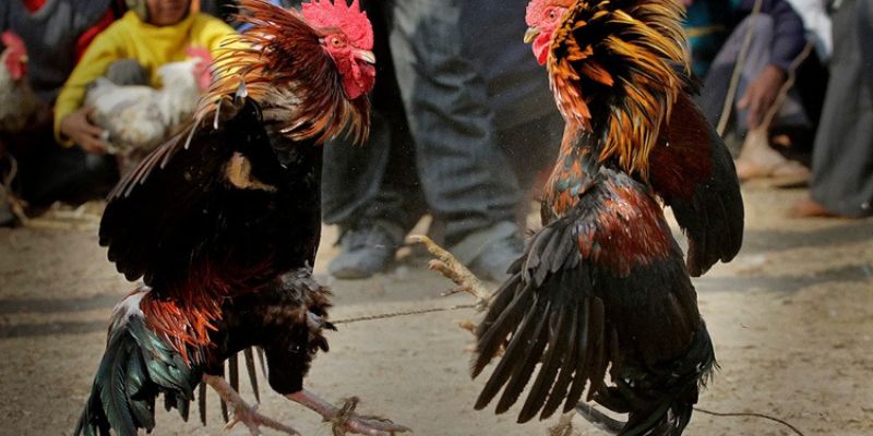 Đá gà Mỹ – Tham gia kịch tính, săn thưởng đỉnh cao cùng Jun88 4 Lịch thi đấu và chiến kê nổi bật đá gà Mỹ tại Jun88